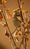 Siciste des bouleaux (Sicista betulina) grimpant sur une branche sèche et s'équilibrant avec sa queue, Pays d'origine : Russie centrale
