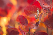 Empusa mantis (Empusa pennicornis) lies in ambush among a red leaves of smoketree (Cotinus) and waits for its prey. Russia Federation, Krasnodar region, the vicinity of the city of Novorossiysk