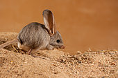 Long-eared jerboa (Euchoreutes naso) froze on the sand, inspects the area for danger. Original country: Mongolia