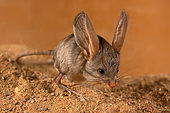 Long-eared jerboa (Euchoreutes naso) froze on the sand, inspects the area for danger. Original country: Mongolia