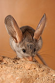 Long-eared jerboa (Euchoreutes naso) explores the area, he's helped by the vibrissas. Original country: Mongolia