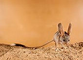 Long-eared jerboa (Euchoreutes naso) froze on the sand, inspects the area for danger. Original country: Mongolia