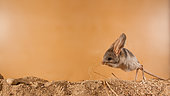 Long-eared jerboa Euchoreutes naso Long-eared jerboa (Euchoreutes naso) start to move/jump. Photographing animals in a special transparent camera on the territory of the scientific center of the Moscow zoo Original country: Mongolia