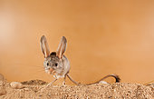 Gerboise à longues oreilles (Euchoreutes naso) debout dans le sable. Pays d'origine: Mongolie