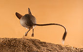 Long-eared jerboa (Euchoreutes naso) jumps on the sand from the viewer. Original country: Mongolia