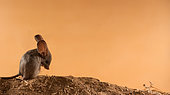 Long-eared jerboa (Euchoreutes naso) is grooming his fur. Original country: Mongolia