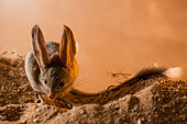 Long-eared jerboa (Euchoreutes naso) sitting on the sand. Original country: Mongolia