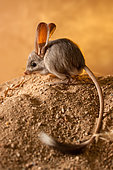 Long-eared jerboa (Euchoreutes naso) sitting on the sand. Original country: Mongolia