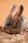 Long-eared jerboa (Euchoreutes naso) sitting on the sand, inspects the area. Original country: Mongolia
