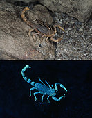 Fluorescent scorpion. Buthus occitanus, European scorpion, photographed with visible light (above) and under ultraviolete light (bellow). Portugal