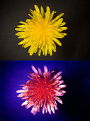 Dandelion flower. Above photographed with daylight and bellow showing fluorescent colours when photographed under ultraviolet light with a Baader-U Filter. This filter enables imaging in the deep UV spectral region. Some flowers have patterns that are only visible under ultraviolet light. Those surprising patterns can only be seen by the insects. While pollinating insects can see these patterns perfectly to find the nectar and pollen, the human eye cannot without some help of special photography. Portugal