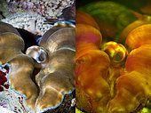 Southern giant clam, Tridacna derasa. Left photographed with daylight and right showing fluorescent colours photographed under special blue or ultraviolet light and filter. Many animals are intensely fluorescent under certain light wavelengths. Shallow water reef-building fluorescent corals seem to be more resistant to coral bleaching than other corals, and the higher the density of fluorescent pigments, the more likely to resist. This enables them to better protect the zooxanthellae that help sustain them. The pigments that fluoresce are photoproteins, and a current theory is that this acts as a type of sunscreen that prevents too much UV light damaging the zooxanthallae. These corals have the photoproteins above the zooxanthallae to protect them. Corals that grow in deeper water, where light is scarce, are using fluorescence to absorb UV light and reflect it back to the zooxanthallae to give them more light to turn into nutrients. These corals have the photoproteins below the zooxanthallae to reflect it back. Photographed in aquarium. Portugal