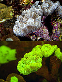 Fluorescent coral. Candy Cane Coral, Caulastrea furcata. Above photographed with daylight and bellow showing fluorescent colours photographed under special blue or ultraviolet light and filter. Many corals are intensely fluorescent under certain light wavelengths. Shallow water reef-building fluorescent corals seem to be more resistant to coral bleaching than other corals, and the higher the density of fluorescent pigments, the more likely to resist. This enables them to better protect the zooxanthellae that help sustain them. The pigments that fluoresce are photoproteins, and a current theory is that this acts as a type of sunscreen that prevents too much UV light damaging the zooxanthallae. These corals have the photoproteins above the zooxanthallae to protect them. Corals that grow in deeper water, where light is scarce, are using fluorescence to absorb UV light and reflect it back to the zooxanthallae to give them more light to turn into nutrients. These corals have the photoproteins below the zooxanthallae to reflect it back. Photographed in aquarium. Portugal
