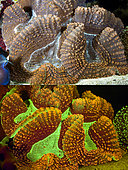 Fluorescent coral. Brain coral, Trachyphyllia sp.. Above photographed with daylight and bellow showing fluorescent colours photographed under special blue or ultraviolet light and filter. Many corals are intensely fluorescent under certain light wavelengths. Shallow water reef-building fluorescent corals seem to be more resistant to coral bleaching than other corals, and the higher the density of fluorescent pigments, the more likely to resist. This enables them to better protect the zooxanthellae that help sustain them. The pigments that fluoresce are photoproteins, and a current theory is that this acts as a type of sunscreen that prevents too much UV light damaging the zooxanthallae. These corals have the photoproteins above the zooxanthallae to protect them. Corals that grow in deeper water, where light is scarce, are using fluorescence to absorb UV light and reflect it back to the zooxanthallae to give them more light to turn into nutrients. These corals have the photoproteins below the zooxanthallae to reflect it back. Photographed in aquarium. Portugal