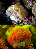 Fluorescent coral. Bubble coral, Plerogyra sinuosa. Above photographed with daylight and bellow showing fluorescent colours photographed under special blue or ultraviolet light and filter. Many corals are intensely fluorescent under certain light wavelengths. Shallow water reef-building fluorescent corals seem to be more resistant to coral bleaching than other corals, and the higher the density of fluorescent pigments, the more likely to resist. This enables them to better protect the zooxanthellae that help sustain them. The pigments that fluoresce are photoproteins, and a current theory is that this acts as a type of sunscreen that prevents too much UV light damaging the zooxanthallae. These corals have the photoproteins above the zooxanthallae to protect them. Corals that grow in deeper water, where light is scarce, are using fluorescence to absorb UV light and reflect it back to the zooxanthallae to give them more light to turn into nutrients. These corals have the photoproteins below the zooxanthallae to reflect it back. Photographed in aquarium. Portugal
