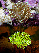 Fluorescent coral. Large-polyped Stony coral, Euphyllia paraglabrescens. Above photographed with daylight and bellow showing fluorescent colours photographed under special blue or ultraviolet light and filter. Many corals are intensely fluorescent under certain light wavelengths. Shallow water reef-building fluorescent corals seem to be more resistant to coral bleaching than other corals, and the higher the density of fluorescent pigments, the more likely to resist. This enables them to better protect the zooxanthellae that help sustain them. The pigments that fluoresce are photoproteins, and a current theory is that this acts as a type of sunscreen that prevents too much UV light damaging the zooxanthallae. These corals have the photoproteins above the zooxanthallae to protect them. Corals that grow in deeper water, where light is scarce, are using fluorescence to absorb UV light and reflect it back to the zooxanthallae to give them more light to turn into nutrients. These corals have the photoproteins below the zooxanthallae to reflect it back. Photographed in aquarium. Portugal