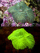 Fluorescent anemone. Mushroom Anemone, Actinodiscus sp.. Above photographed with daylight and bellow showing fluorescent colours photographed under special blue or ultraviolet light and filter. Many anemones and corals are intensely fluorescent under certain light wavelengths. Shallow water reef-building fluorescent corals seem to be more resistant to coral bleaching than other corals, and the higher the density of fluorescent pigments, the more likely to resist. This enables them to better protect the zooxanthellae that help sustain them. The pigments that fluoresce are photoproteins, and a current theory is that this acts as a type of sunscreen that prevents too much UV light damaging the zooxanthallae. These corals have the photoproteins above the zooxanthallae to protect them. Corals that grow in deeper water, where light is scarce, are using fluorescence to absorb UV light and reflect it back to the zooxanthallae to give them more light to turn into nutrients. These corals have the photoproteins below the zooxanthallae to reflect it back. Photographed in aquarium. Portugal