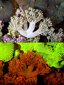Fluorescent coral. Pulse coral, Xenia sp.. Above photographed with daylight and bellow showing fluorescent colours photographed under special blue or ultraviolet light and filter. Many corals are intensely fluorescent under certain light wavelengths. Shallow water reef-building fluorescent corals seem to be more resistant to coral bleaching than other corals, and the higher the density of fluorescent pigments, the more likely to resist. This enables them to better protect the zooxanthellae that help sustain them. The pigments that fluoresce are photoproteins, and a current theory is that this acts as a type of sunscreen that prevents too much UV light damaging the zooxanthallae. These corals have the photoproteins above the zooxanthallae to protect them. Corals that grow in deeper water, where light is scarce, are using fluorescence to absorb UV light and reflect it back to the zooxanthallae to give them more light to turn into nutrients. These corals have the photoproteins below the zooxanthallae to reflect it back. Photographed in aquarium. Portugal