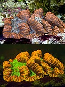 Fluorescent coral. Brain coral, Trachyphyllia sp.. Above photographed with daylight and bellow showing fluorescent colours photographed under special blue or ultraviolet light and filter. Many corals are intensely fluorescent under certain light wavelengths. Shallow water reef-building fluorescent corals seem to be more resistant to coral bleaching than other corals, and the higher the density of fluorescent pigments, the more likely to resist. This enables them to better protect the zooxanthellae that help sustain them. The pigments that fluoresce are photoproteins, and a current theory is that this acts as a type of sunscreen that prevents too much UV light damaging the zooxanthallae. These corals have the photoproteins above the zooxanthallae to protect them. Corals that grow in deeper water, where light is scarce, are using fluorescence to absorb UV light and reflect it back to the zooxanthallae to give them more light to turn into nutrients. These corals have the photoproteins below the zooxanthallae to reflect it back. Photographed in aquarium. Portugal