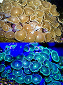 Fluorescent soft coral. Button Polyp, Protopalythoa sp.. Above photographed with daylight and bellow showing fluorescent colours photographed under special blue or ultraviolet light and filter. Many anemones and corals are intensely fluorescent under certain light wavelengths. Shallow water reef-building fluorescent corals seem to be more resistant to coral bleaching than other corals, and the higher the density of fluorescent pigments, the more likely to resist. This enables them to better protect the zooxanthellae that help sustain them. The pigments that fluoresce are photoproteins, and a current theory is that this acts as a type of sunscreen that prevents too much UV light damaging the zooxanthallae. These corals have the photoproteins above the zooxanthallae to protect them. Corals that grow in deeper water, where light is scarce, are using fluorescence to absorb UV light and reflect it back to the zooxanthallae to give them more light to turn into nutrients. These corals have the photoproteins below the zooxanthallae to reflect it back. Photographed in aquarium. Portugal