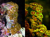 Fluorescent Zoanthus sp.. Left photographed with daylight and right showing fluorescent colours photographed under special blue or ultraviolet light and filter. Many corals and anemones are intensely fluorescent under certain light wavelengths. Shallow water reef-building fluorescent corals seem to be more resistant to coral bleaching than other corals, and the higher the density of fluorescent pigments, the more likely to resist. This enables them to better protect the zooxanthellae that help sustain them. The pigments that fluoresce are photoproteins, and a current theory is that this acts as a type of sunscreen that prevents too much UV light damaging the zooxanthallae. These corals have the photoproteins above the zooxanthallae to protect them. Corals that grow in deeper water, where light is scarce, are using fluorescence to absorb UV light and reflect it back to the zooxanthallae to give them more light to turn into nutrients. These corals have the photoproteins below the zooxanthallae to reflect it back. Photographed in aquarium. Portugal