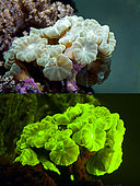 Fluorescent coral. Candy Cane Coral, Caulastrea furcata. Above photographed with daylight and bellow showing fluorescent colours photographed under special blue or ultraviolet light and filter. Many corals are intensely fluorescent under certain light wavelengths. Shallow water reef-building fluorescent corals seem to be more resistant to coral bleaching than other corals, and the higher the density of fluorescent pigments, the more likely to resist. This enables them to better protect the zooxanthellae that help sustain them. The pigments that fluoresce are photoproteins, and a current theory is that this acts as a type of sunscreen that prevents too much UV light damaging the zooxanthallae. These corals have the photoproteins above the zooxanthallae to protect them. Corals that grow in deeper water, where light is scarce, are using fluorescence to absorb UV light and reflect it back to the zooxanthallae to give them more light to turn into nutrients. These corals have the photoproteins below the zooxanthallae to reflect it back. Photographed in aquarium. Portugal
