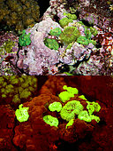 Fluorescent coral. Mushroom coral, Rhodactis sp.. Above photographed with daylight and bellow showing fluorescent colours photographed under special blue or ultraviolet light and filter. Many anemones and corals are intensely fluorescent under certain light wavelengths. Shallow water reef-building fluorescent corals seem to be more resistant to coral bleaching than other corals, and the higher the density of fluorescent pigments, the more likely to resist. This enables them to better protect the zooxanthellae that help sustain them. The pigments that fluoresce are photoproteins, and a current theory is that this acts as a type of sunscreen that prevents too much UV light damaging the zooxanthallae. These corals have the photoproteins above the zooxanthallae to protect them. Corals that grow in deeper water, where light is scarce, are using fluorescence to absorb UV light and reflect it back to the zooxanthallae to give them more light to turn into nutrients. These corals have the photoproteins below the zooxanthallae to reflect it back. Photographed in aquarium. Portugal