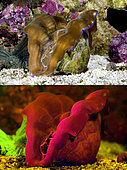 Southern giant clam, Tridacna derasa. Above photographed with daylight and bellow showing fluorescent colours photographed under special blue or ultraviolet light and filter. Many animals are intensely fluorescent under certain light wavelengths. Shallow water reef-building fluorescent corals seem to be more resistant to coral bleaching than other corals, and the higher the density of fluorescent pigments, the more likely to resist. This enables them to better protect the zooxanthellae that help sustain them. The pigments that fluoresce are photoproteins, and a current theory is that this acts as a type of sunscreen that prevents too much UV light damaging the zooxanthallae. These corals have the photoproteins above the zooxanthallae to protect them. Corals that grow in deeper water, where light is scarce, are using fluorescence to absorb UV light and reflect it back to the zooxanthallae to give them more light to turn into nutrients. These corals have the photoproteins below the zooxanthallae to reflect it back. Photographed in aquarium. Portugal