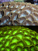 Fluorescent coral. Acan Brain Coral, Acanthastrea sp.. Above photographed with daylight and bellow showing fluorescent colours photographed under special blue or ultraviolet light and filter. Many corals are intensely fluorescent under certain light wavelengths. Shallow water reef-building fluorescent corals seem to be more resistant to coral bleaching than other corals, and the higher the density of fluorescent pigments, the more likely to resist. This enables them to better protect the zooxanthellae that help sustain them. The pigments that fluoresce are photoproteins, and a current theory is that this acts as a type of sunscreen that prevents too much UV light damaging the zooxanthallae. These corals have the photoproteins above the zooxanthallae to protect them. Corals that grow in deeper water, where light is scarce, are using fluorescence to absorb UV light and reflect it back to the zooxanthallae to give them more light to turn into nutrients. These corals have the photoproteins below the zooxanthallae to reflect it back. Photographed in aquarium. Portugal