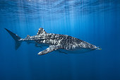 Whale shark (Rhincodon typus) under the surface, Nosy Be, Madagascar