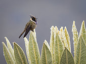 Buffy Helmetcrest (Oxypogon stuebelii), male, perched on paramo Frailejones (Espeletia hartwegiana), Parque Nacional Los Nevados, Colombia, December