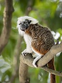 Cottontop tamarin (Saguinus oedipus), Colombia