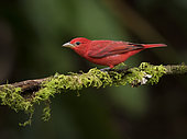 Summer Tanager (Piranga rubra), male, Cauca Valley, Colombia