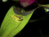 Tree frog (Dendroxophus colombianus) on bromeliad, Barbas Bremen reserve, Colombia, December