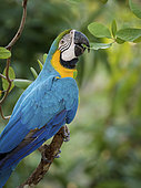 Blue-and-Yellow Macaw (Ara ararauna), munching on tree leaves, Antioquia, Colombia, March