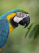 Blue-and-yellow Macaw (Ara ararauna), closeup portrait, Antioquia, Colombia, March