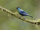 Black-capped Tanager (Tangara heinei), Cauca Valley, Colombia, February