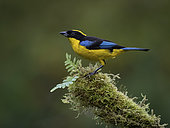 Blue-winged tanager (Anisognathus somptuosus), Cauca Valley, Colombia, February
