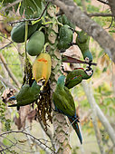 Chestnut-fronted macaw (Ara severus), group feeding on papaya fruit, Antioquia, Colombia, March