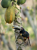 Collared aracari (Pteroglossus torquatus) feeding on papaya, Antioquia, Colombia, March