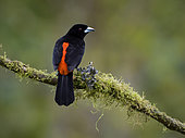 Flame-rumped tanager (Ramphocelus flammigerus), Cauca Valley, Colombia, February