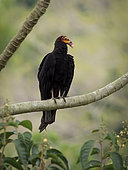 Lesser Yellow-headed Vulture (Cathartes burrovianus), perched on Cecropia tree, Antioquia, Colombia, March