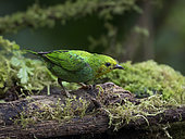 Multicolored tanager (Chlorochrysa nitidissima), female, Cauca Valley, Colombia, February