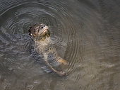 Neotropical river otter (Lontra longicaudis), Antioquia, Colombia