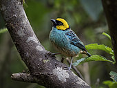 Saffron-crowned Tanager (Tangara xanthocephala), Cauca Valley, Colombia, February