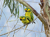 Yellow-eared Parrot (Ognorhynchus icterotis), breeding pair mating, Tolima, Colombia, february