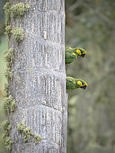 Yellow-eared Parrot (Ognorhynchus icterotis), breeding pair, Tolima, Colombia, february