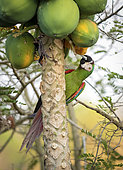 Chestnut-fronted macaw (Ara severus), feeding on papaya fruit, Antioquia, Colombia, March