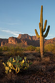 Saguaro (Carnegiea gigantea), Superstition mountains, Arizona