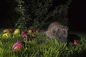 European Hedgehog (Erinaceus europaeus) feeding in garden at night, Norfolk